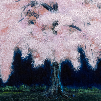 Weeping Cherry Blossom image/